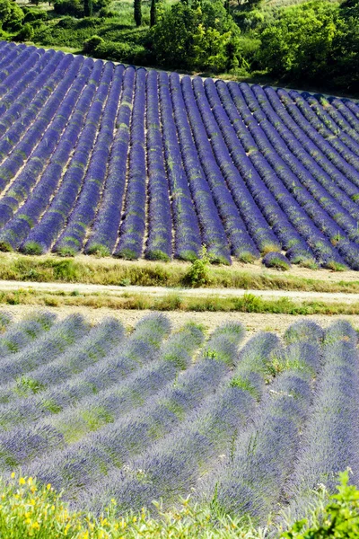 ラベンダー畑、プラトー ・ ド ・ ニース、プロヴァンス、フランス — ストック写真