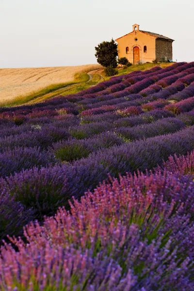 Chapel with lavender and grain fields, Plateau de Valensole, Pro — Stock Photo, Image