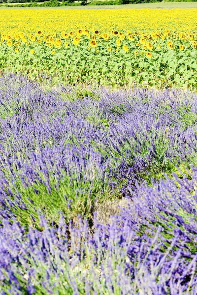 Lavendel- und Sonnenblumenfelder, Provence, Frankreich — Stockfoto