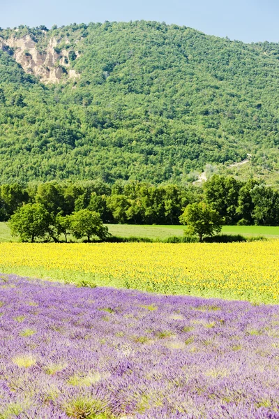 Lavanta ve ayçiçeği alanlar, provence, Fransa — Stok fotoğraf