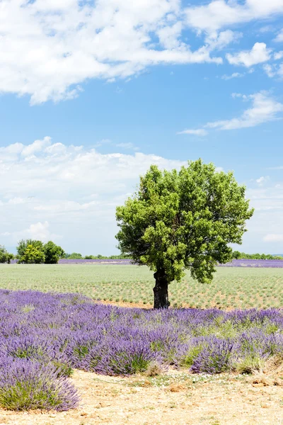 Lavanta alan bir ağaç, plato de valensole, provence, fran ile — Stok fotoğraf
