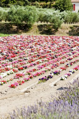 çiçek alan, provence, Fransa