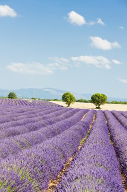 Lavender field, Plateau de Valensole, Provence, France clipart