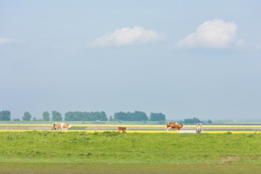 İnekler, east anglia, İngiltere ile peyzaj