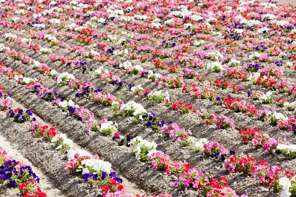Květinová pole, provence, Francie — Stock fotografie