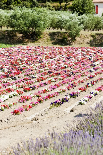 Campo de flores, Provenza, Francia —  Fotos de Stock