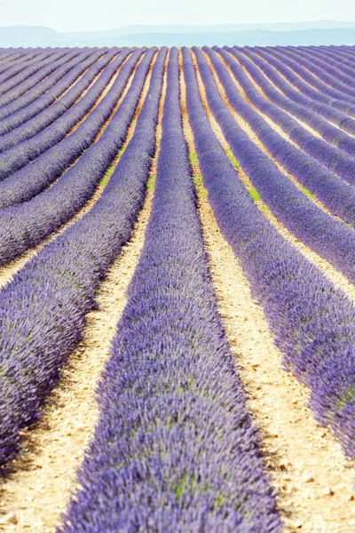 Лавандовое поле, Plateau de Valensole, Прованс, Франция — стоковое фото