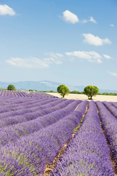 Лавандовое поле, Plateau de Valensole, Прованс, Франция — стоковое фото
