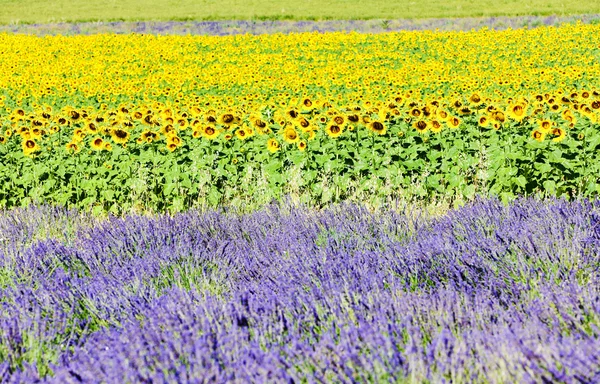 Pole levandule a slunečnice, provence, Francie — Stock fotografie