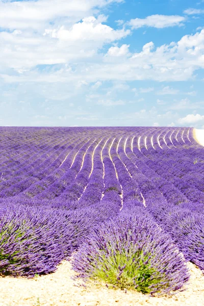 Лавандовое поле, Plateau de Valensole, Прованс, Франция — стоковое фото