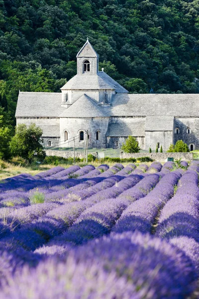 Аббатство Сенанк с лавандовым полем, Прованс, Франция — стоковое фото