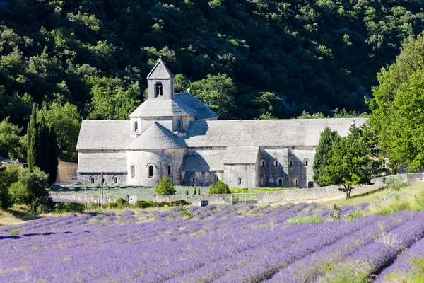 Abadía de Senanque con campo de lavanda, Provenza, Francia — Foto de Stock