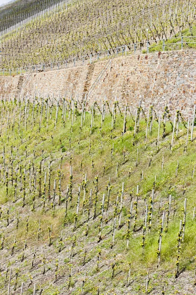 Vineyar poblíž mulheim, moselle valley, Porýní Falc, klíček — Stock fotografie