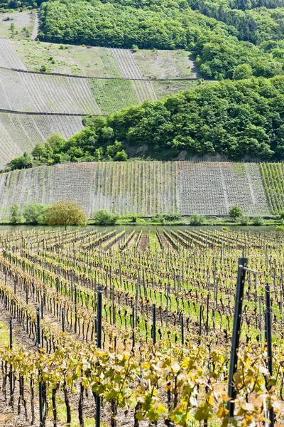 Vineyars in de buurt van polich, Rijnland-Palts, Duitsland — Stockfoto