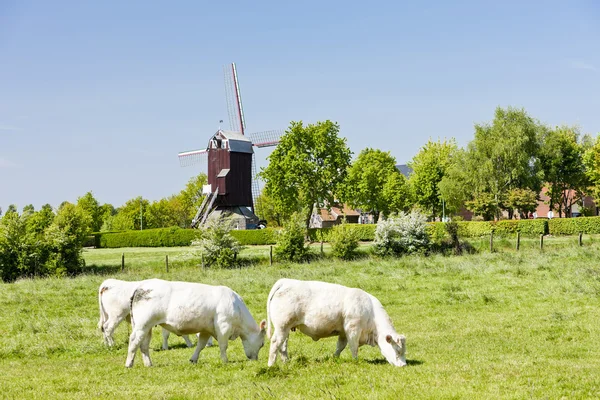 yel değirmeni ve inek, boeschepe, nord-pas-de-calais, Fransa