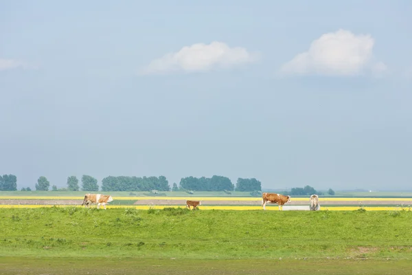 Landscape with cows, East Anglia, England — Stock Photo, Image