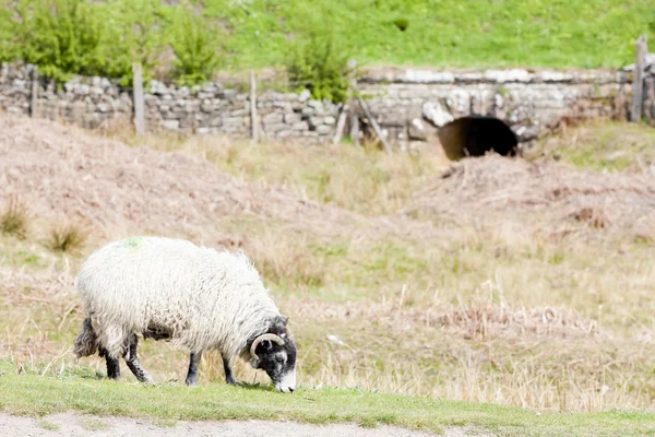 羊の牧草地、ノース ヨークシャー、イングランドで — ストック写真