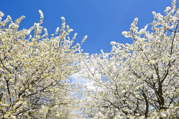 Huerto floreciente en primavera —  Fotos de Stock