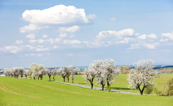 Spring landscape with a road, Czech Republic — Stock Photo, Image