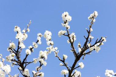 ayrıntı çiçeği ağacının