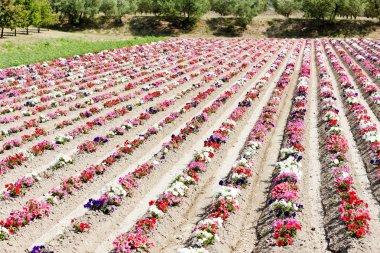 çiçek alan, provence, Fransa