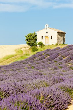 Şapel ile lavanta ve tahıl alanları, plato de valensole, pro