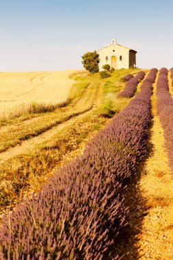 Şapel ile lavanta ve tahıl alanları, plato de valensole, pro