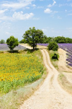 Sunflower and lavender fields, Plateau de Valensole, Provence, F clipart