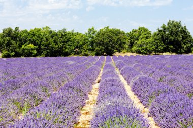 Lavanta alan, plato de valensole, provence, Fransa