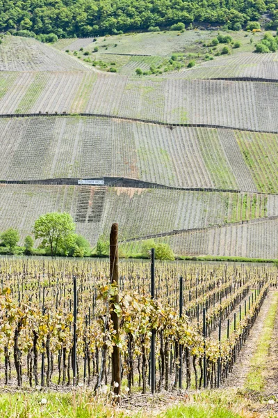 Vineyars in de buurt van polich, Rijnland-Palts, Duitsland — Stockfoto