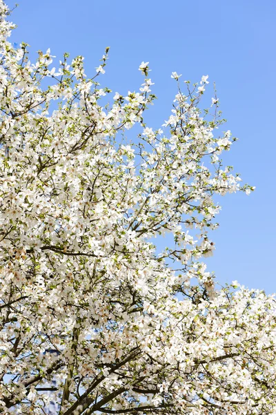Close-up van blooming tree — Stockfoto