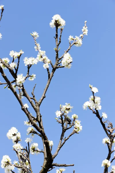 桜の木の詳細 — ストック写真