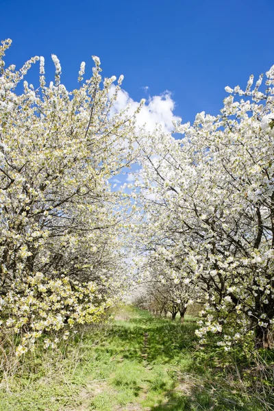 Blooming orchard in spring — Stock Photo, Image