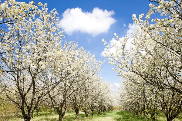 Bloeiende boomgaard in het voorjaar van — Stockfoto