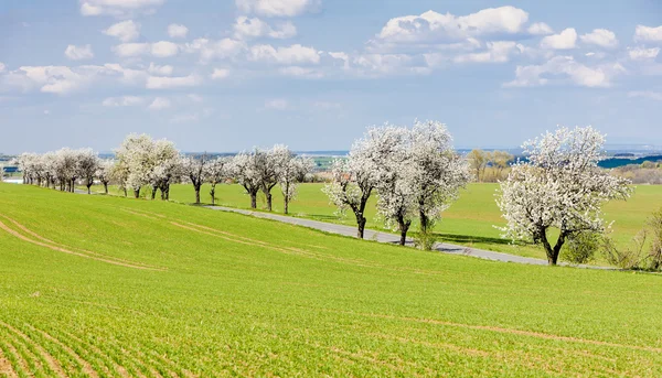 目印とする道路、チェコ共和国の春の風景 — ストック写真