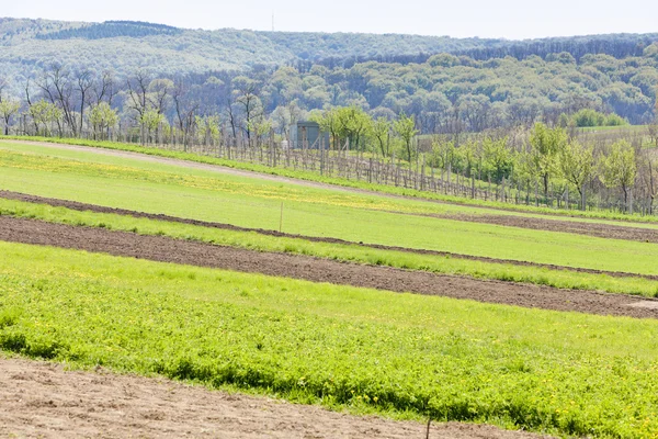 Frühlingslandschaft mit Feldern in Südmähren, Tschechische Republik — Stockfoto