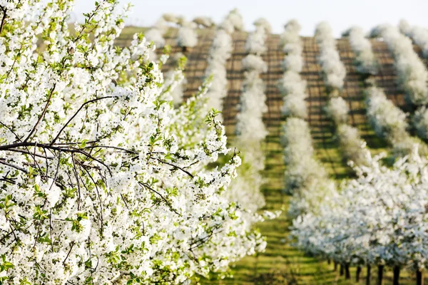 Frutteto fiorito in primavera, Repubblica Ceca — Foto Stock