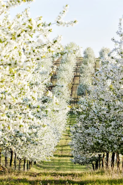 Blommande orchard på våren, Tjeckien — Stockfoto