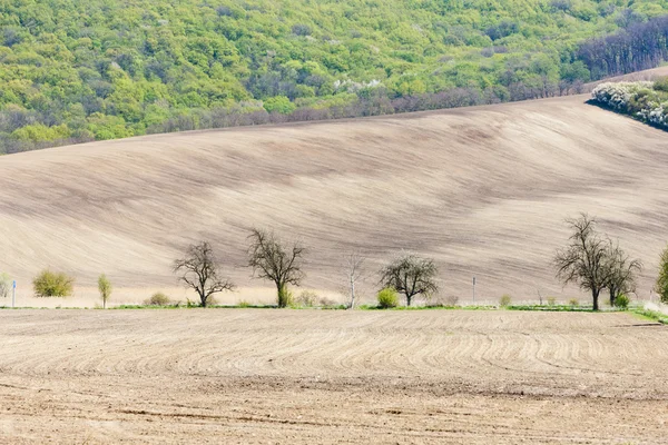 南モラヴィア州、チェコ共和国でのフィールドのある風景します。 — ストック写真