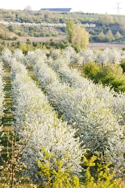 Blooming orchard in spring, Czech Republic — Stock Photo, Image