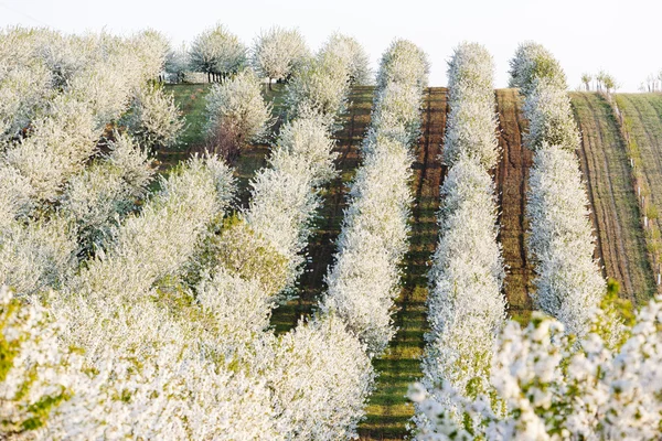 盛开的果园在春天，捷克共和国 — 图库照片
