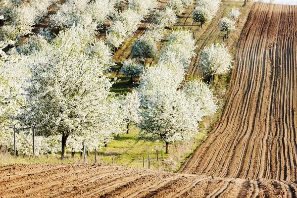 Blooming orchard in spring with a field, Czech Republic — Stock Photo, Image