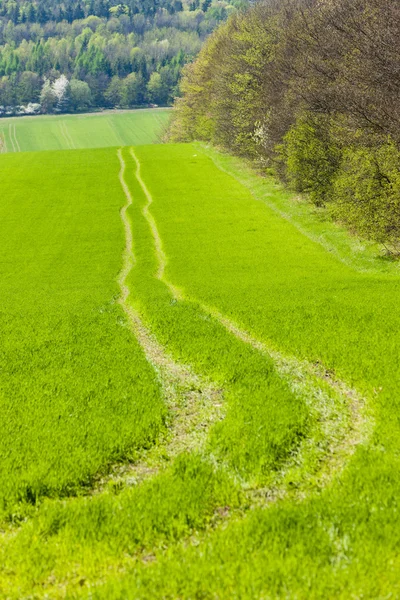 Field with a path, Czech Republic — Stock Photo, Image