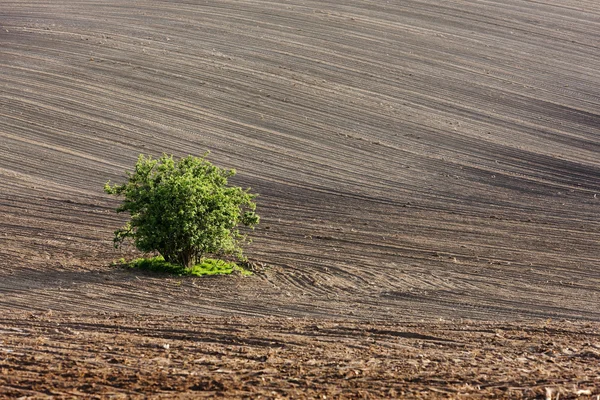 Campo con un árbol en el sur de Moravia, República Checa — Foto de Stock