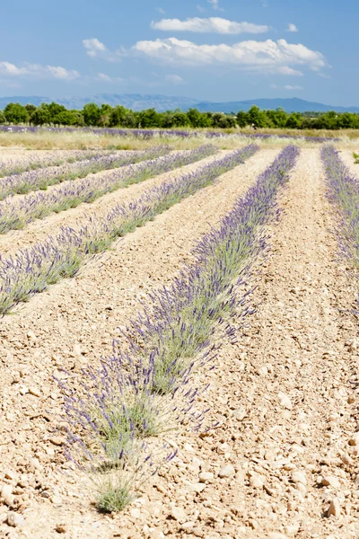 Campo de lavanda, Plateau de Valensole, Provence, França — Fotografia de Stock