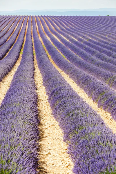 Lavendel fält, platå de valensole, provence, Frankrike — Stockfoto