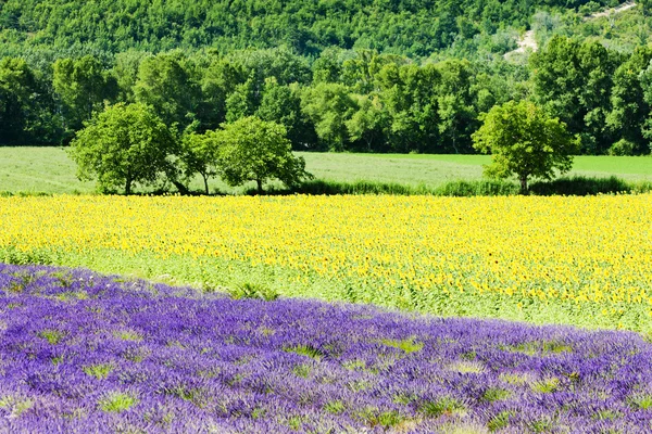 Lavender and sunflower fields, Provence, France — Stock Photo, Image