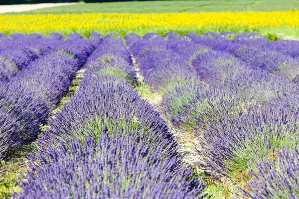 Lavanta ve ayçiçeği alanlar, provence, Fransa — Stok fotoğraf