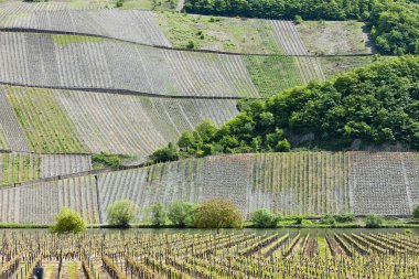 vineyars polich, rhineland-palatinate, Almanya yakınlarında