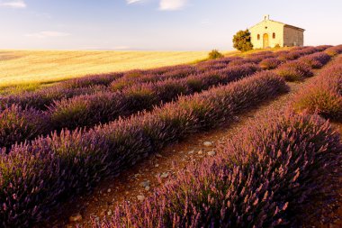 Chapel with lavender and grain fields, Plateau de Valensole, Pro clipart